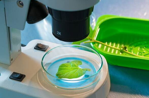 Agro Smart Lab Грибкові захворювання рослин - тестування збудників хвороб