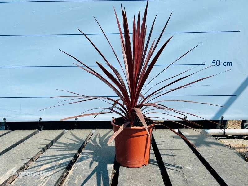 саджанець декоративного куща 2 stuks cordyline pink passion 60cm