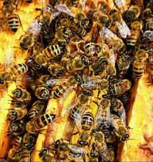 Продам пчелосемьи,пчелопакеты